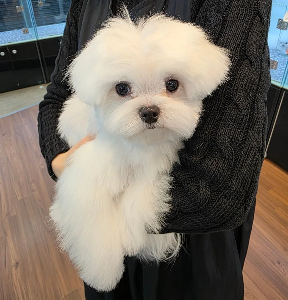 세종시 말티즈 분양 2026: 왕자님 성장 과정과 입양 조건 2