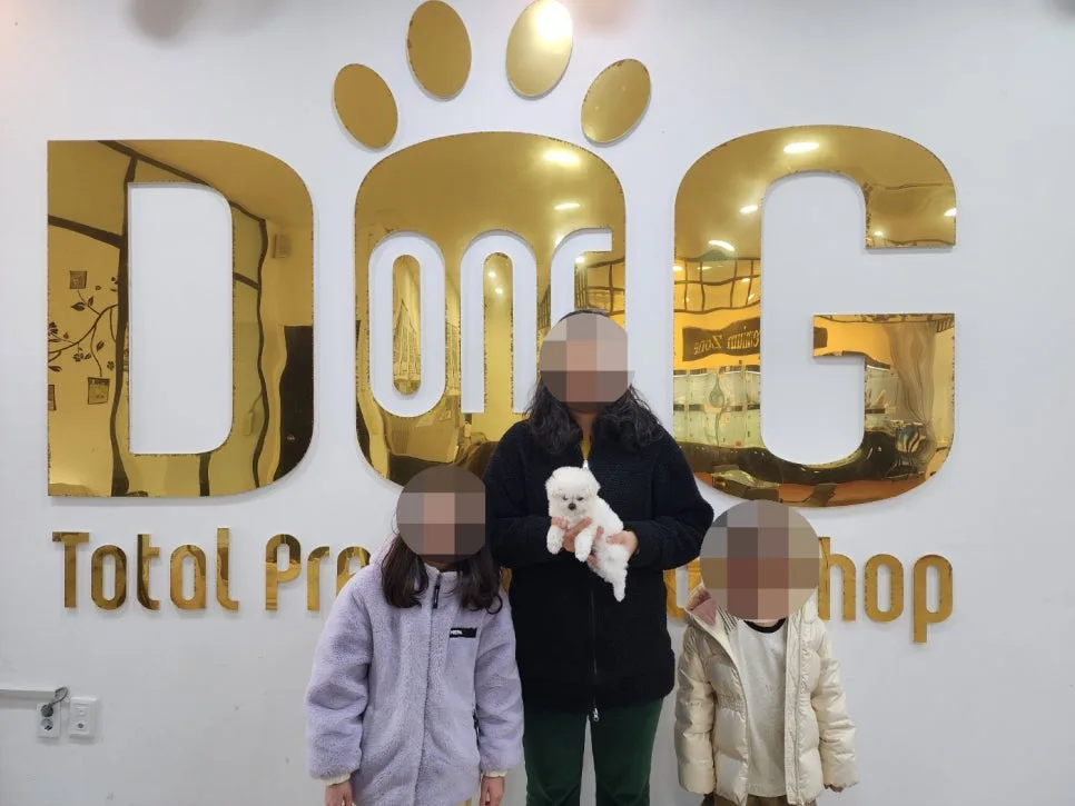 세종 미니비숑 입양 2026: 따님과 함께한 특별한 여정 2