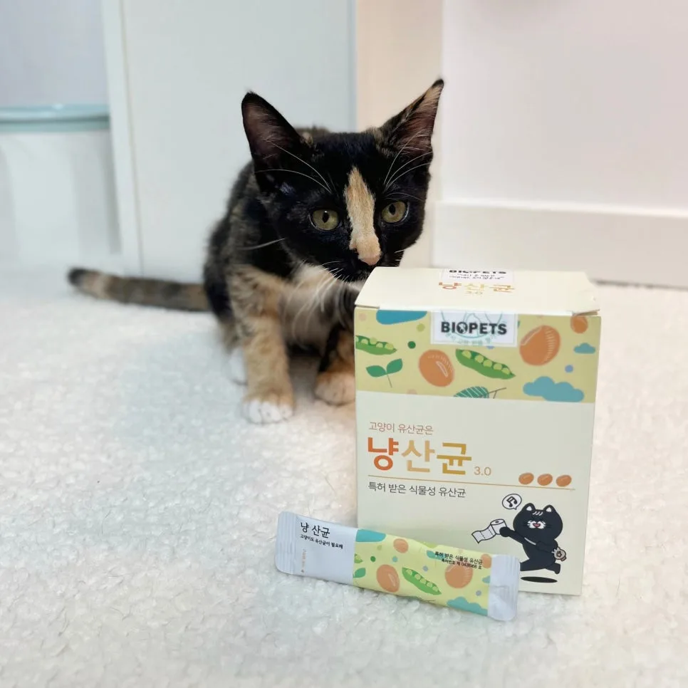 고양이 유산균 2026년 선택 가이드: 설사·변비 해결 영양제 급여법 — 반려동물 — jeon5654