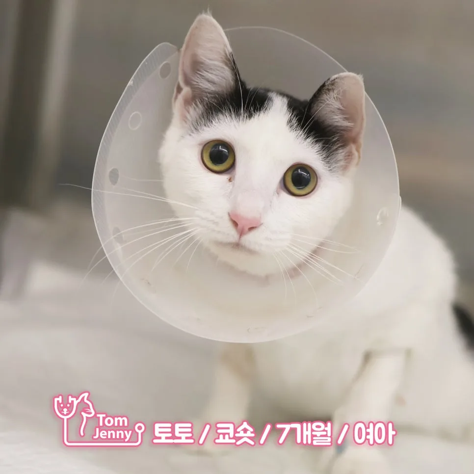 7개월 암컷 고양이 중성화 수술, 언제 해야 할까? (2026년 최신 정보) 3