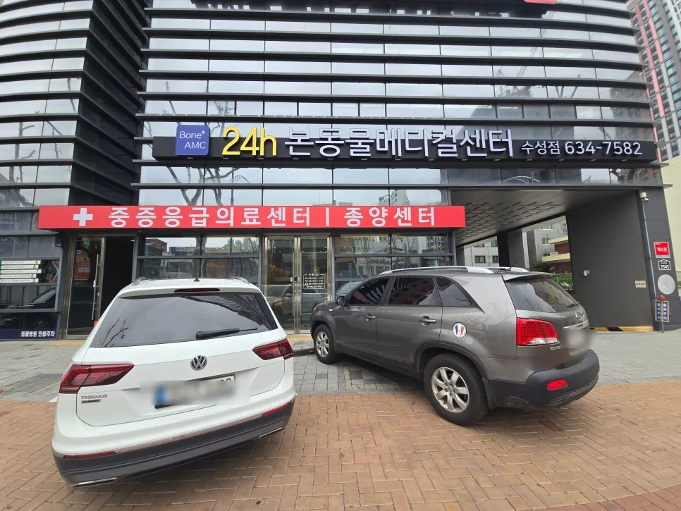 대구 고양이 건강검진 2026: 본동물메디컬센터 후기 및 비용 비교 3