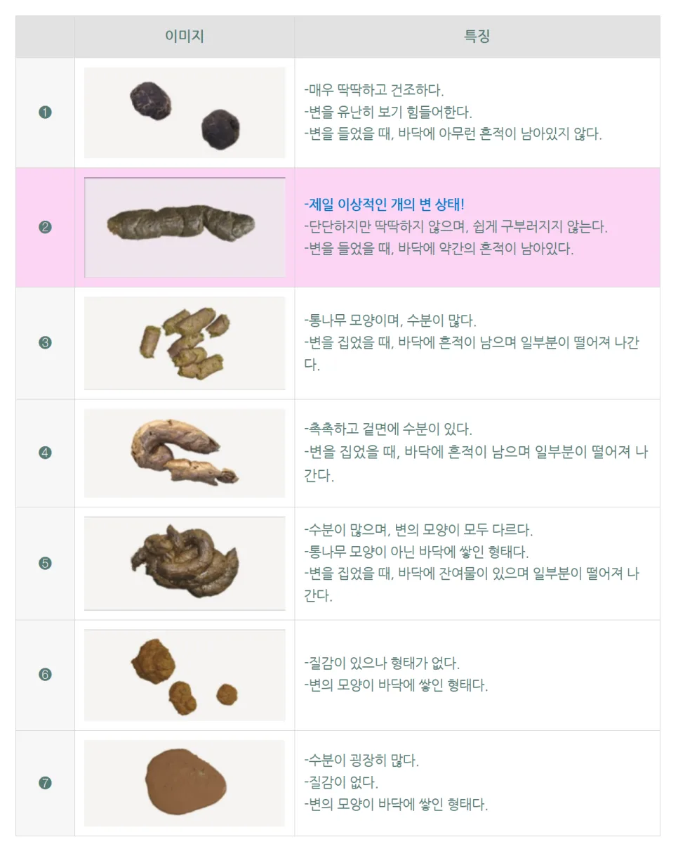반려견 설사 반복, 언제 병원 가야 할까? 2026년 수의사 진단 가이드 2