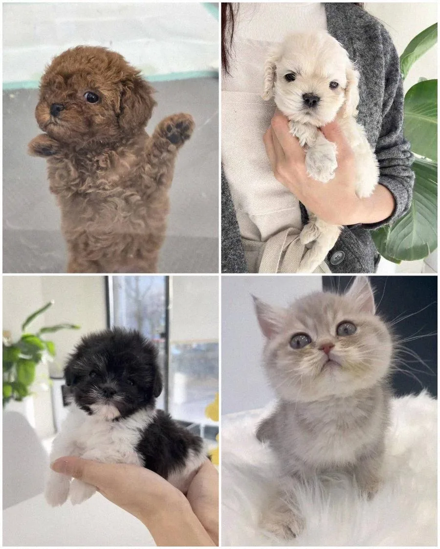수원 강아지 분양, 건강 우선 입양으로 행복 찾기 2026 2