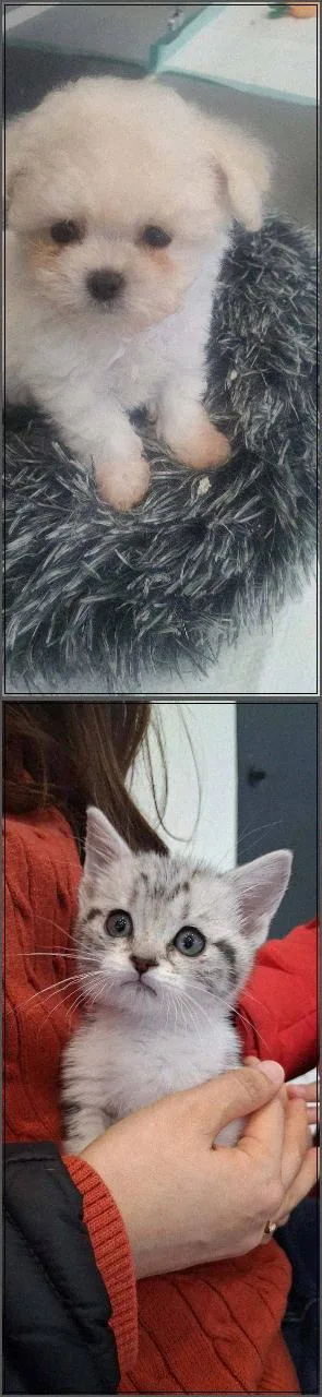 수원 강아지 분양 2026: 건강 확인법과 맞춤 추천 가이드 2