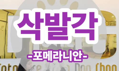 세종 말티푸 분양 2026: 코코의 새 가족 찾기 여정 2