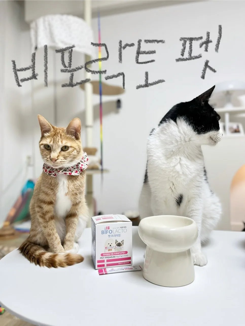 비포락토 고양이유산균, 2026년 기호성·효과 비교 분석 — 반려동물 — jeon5654