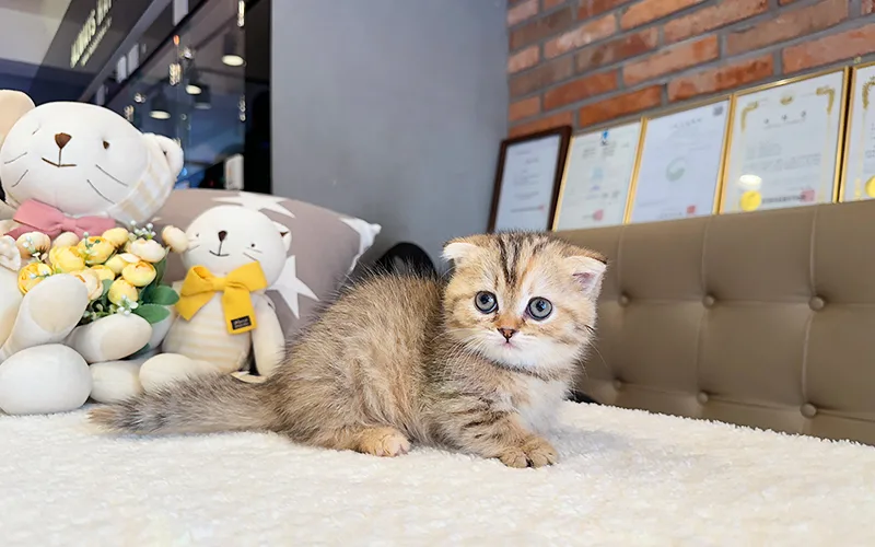 포천 고양이 분양, 건강하고 사랑스러운 아깽이 만나는 법 2026 2