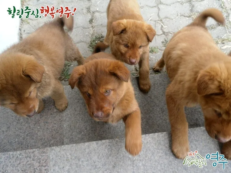 한국 토종개 불개: 역사, 성격, 특징, 분양가 총정리 (2026) 2