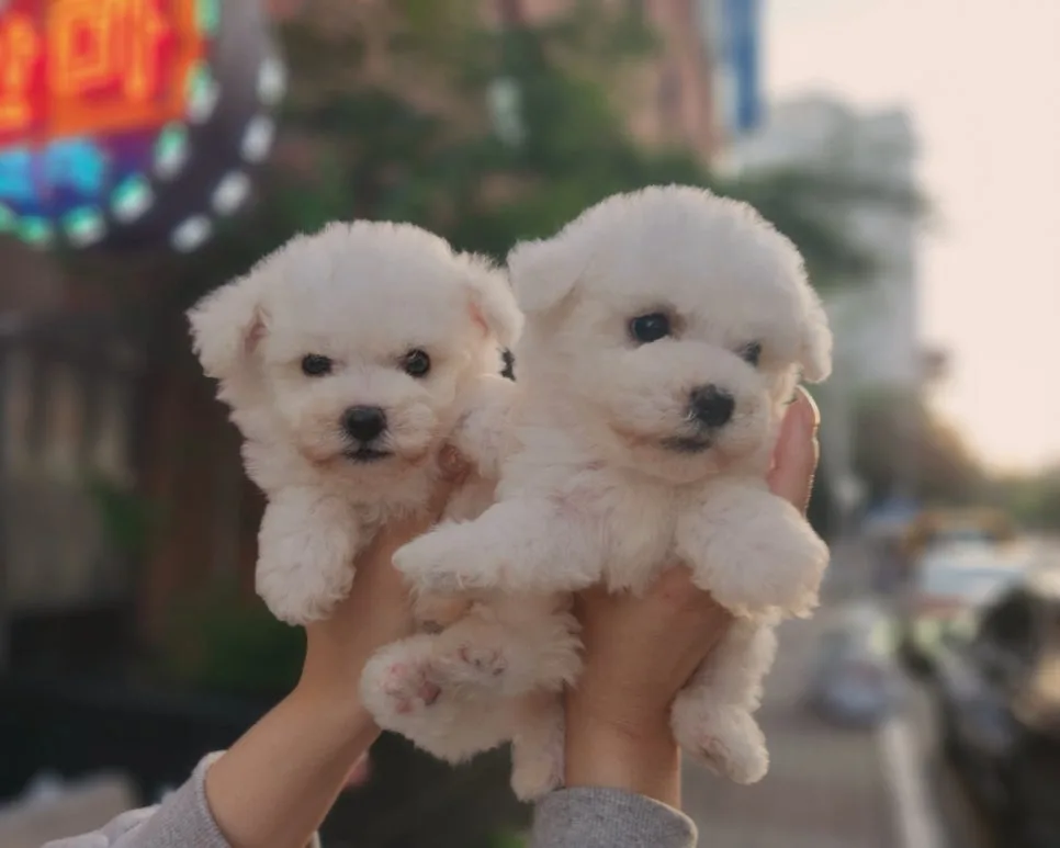 발산 강아지 분양, 믿을 수 있는 곳 찾는 법 2026 2