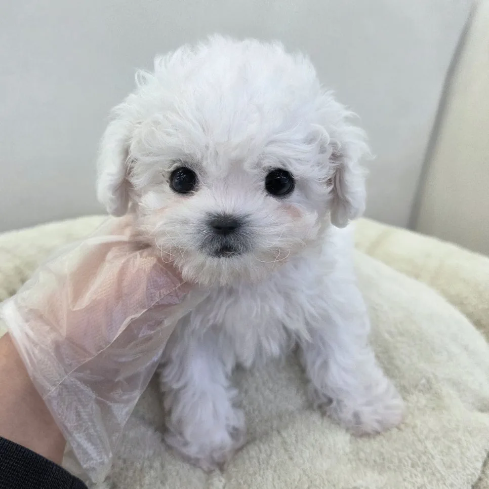 인천 비숑 분양 2026: 건강하고 행복한 반려생활 시작 가이드 — 반려동물 — incheondreamdog