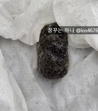 반려동물 혈변 구별법: 2026년 집에서 10초 만에 확인하는 방법 2