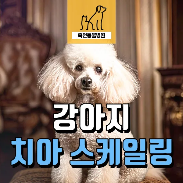 6살 강아지 스케일링, 치석 관리법 2026년 최신 정보 — 반려동물 — astarose