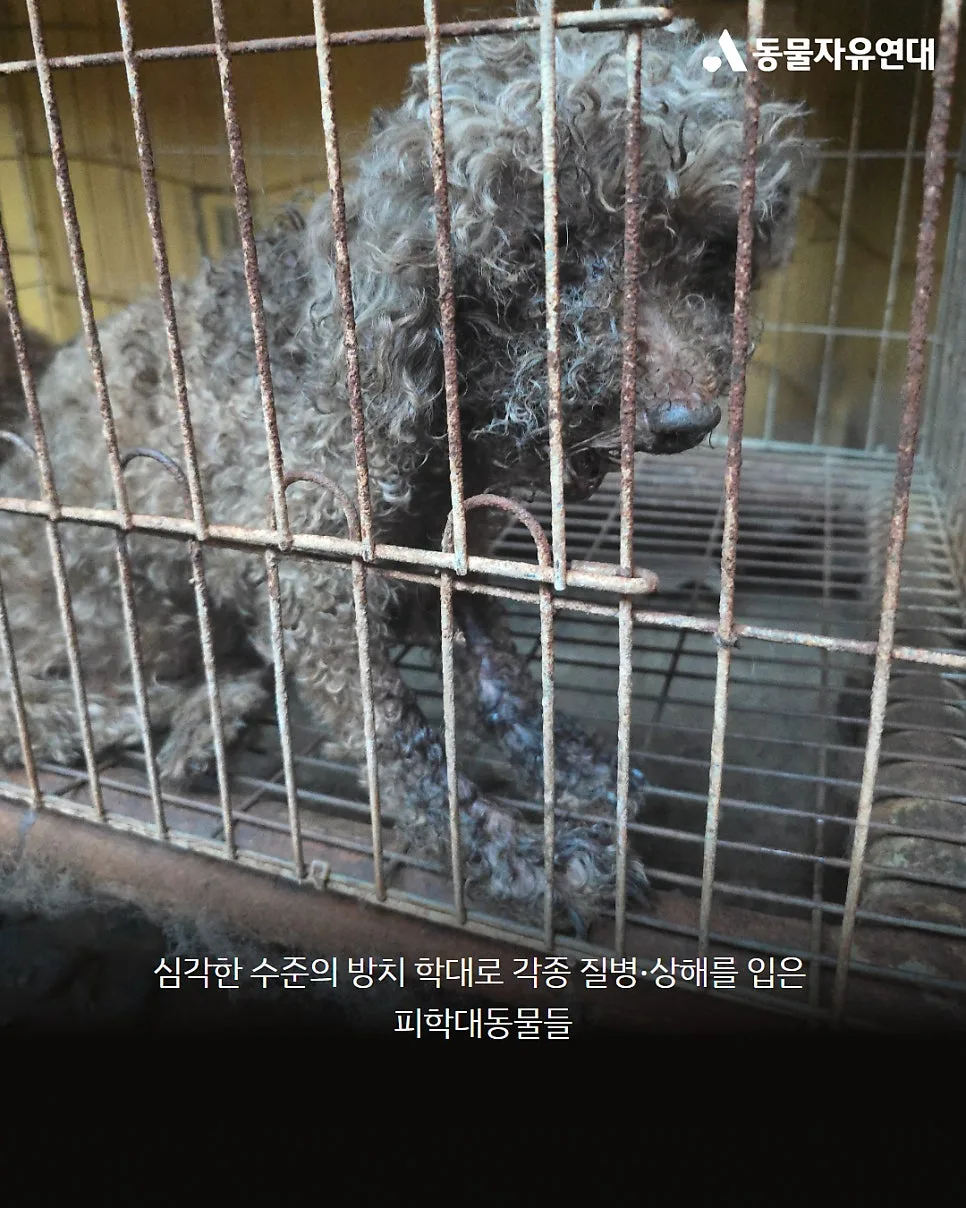 세종시 동물미용학원 실습견 학대 사건: 진실과 처벌 2026 2