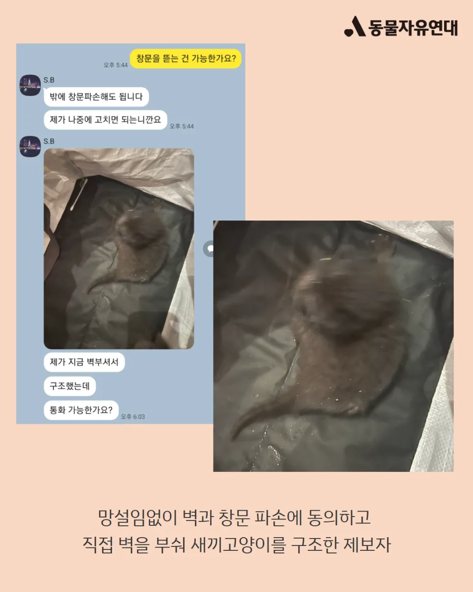 새끼 고양이 구조, 건물 훼손 감수해야 할까? 2026년 사례 분석 2