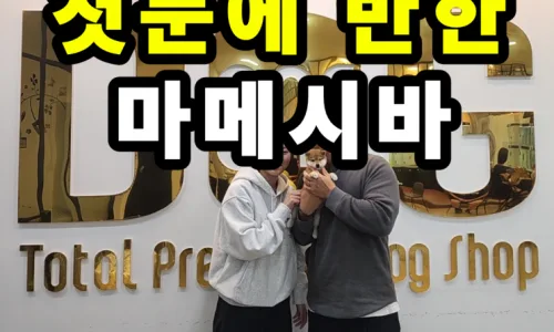 세종 시바견 분양 2026: 아즈키·마메시바 입양 전 필수 체크리스트 2
