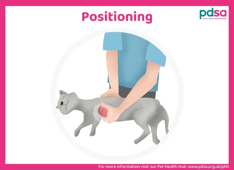 반려동물 CPR 2026: 고양이·소형견 심폐소생술 완벽 가이드 2
