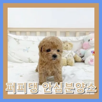 홍성 비숑 입양 2026: 책임감 있는 선택 가이드 2