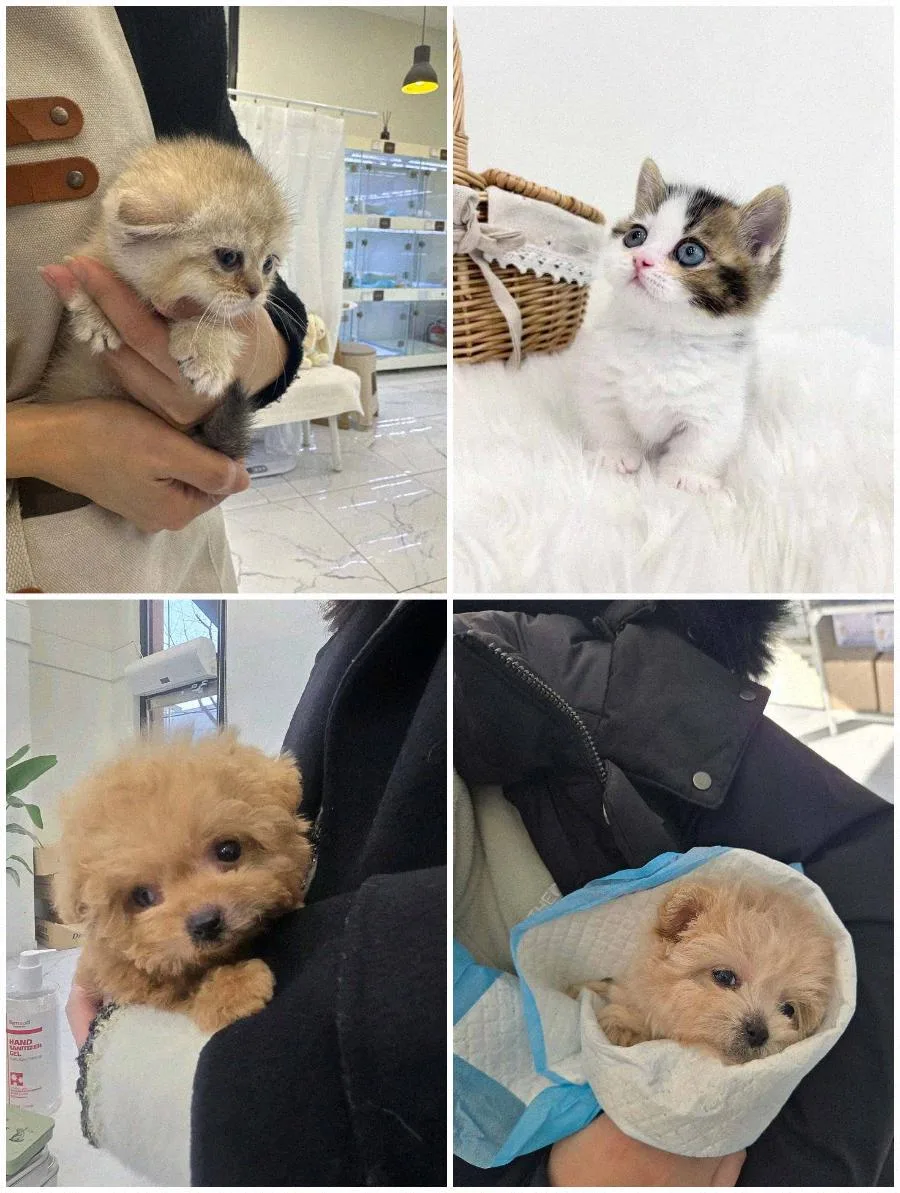 수원 강아지 분양, 건강한 반려견 입양 가이드 2026 2