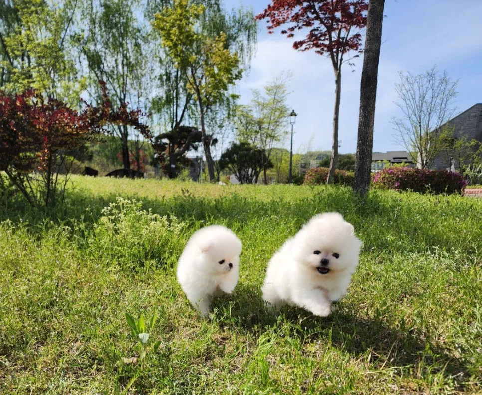세종 화이트 포메라니안 분양 2026: 쌍둥이 남매 입양 조건 총정리 3