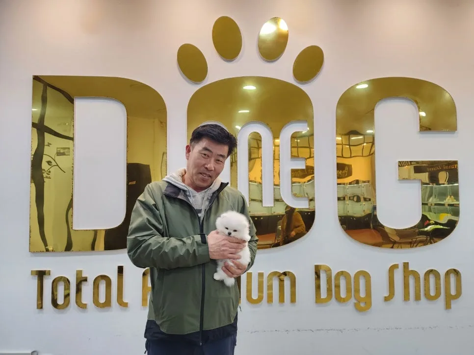 세종 강아지 분양 2026: 화이트 포메라니안 입양 후기 및 선택 이유 2