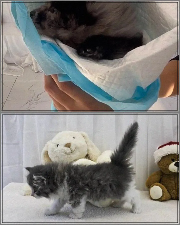수원 강아지 분양 2026: 건강 상태 확인법 & 입양 절차 완벽 가이드 2