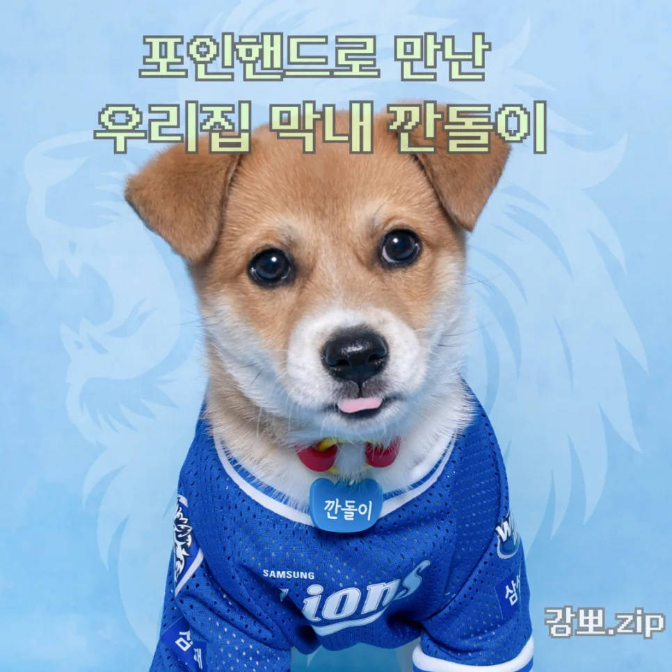 포인핸드 유기견 입양 절차 2026: 군산 보호소 실제 후기