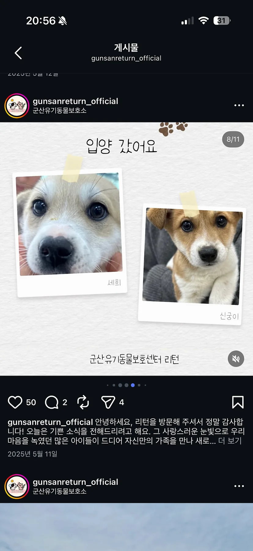 포인핸드 유기견 입양 절차 2026: 군산 보호소 실제 후기 2