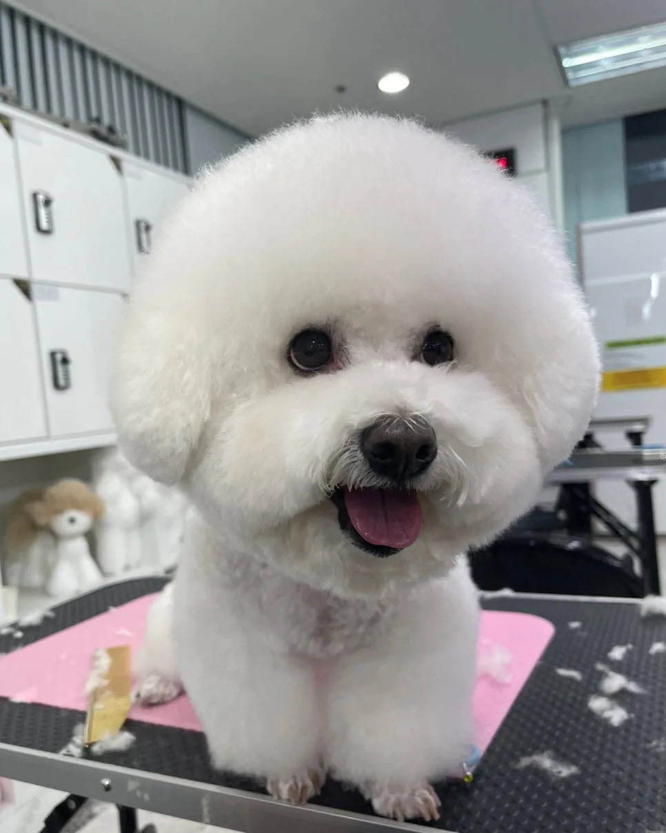 인천 애견미용학원 2026: 실무 중심 교육기관 선택 가이드 — 반려동물 — rainalee00