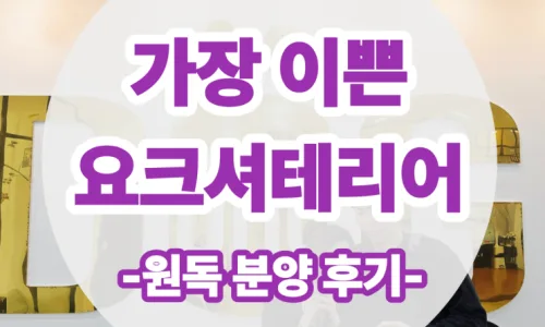 요크셔테리어 분양 2026: 세종 원독에서 만나는 희소성 높은 공주님 2