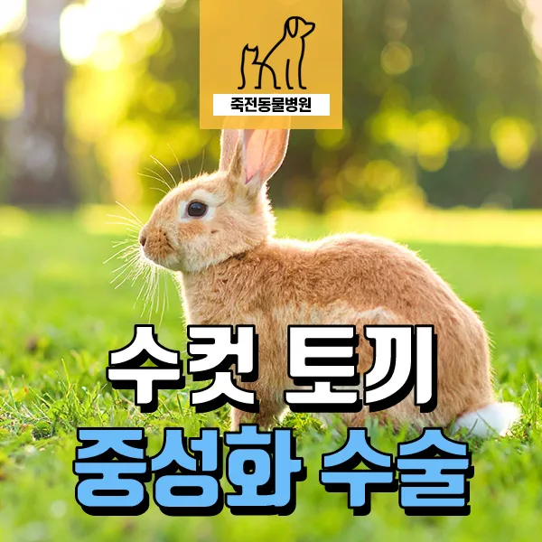 수컷 토끼 중성화 수술, 왜 필요할까? 2026년 장점 총정리 — 반려동물 — astarose