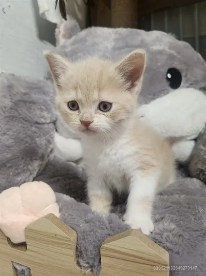 서산 고양이 분양 2026: 건강 관리 핵심 체크리스트 2