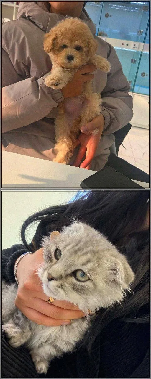 수원 강아지 분양 2026: 반려가족 맞이, 애니멀 큐레이터와 건강 기준 확인 2