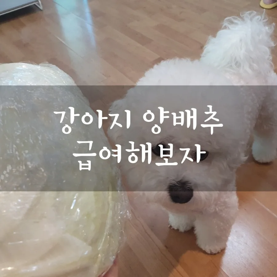 강아지 양배추 급여, 안전할까? 2026년 급여 가이드 — 반려동물 — designerhsb