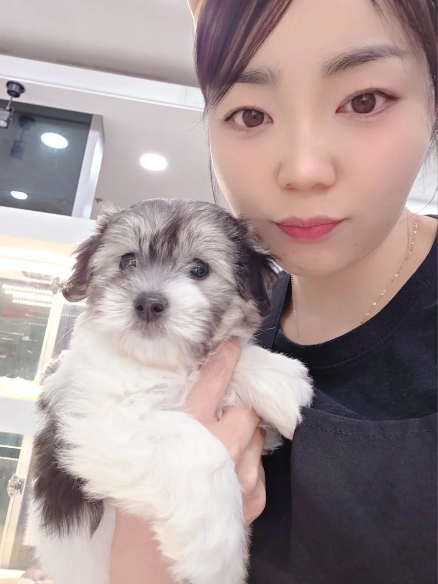 부산 꼬똥 드 툴레아 분양: 성장할수록 예뻐지는 희귀견종 2026 2