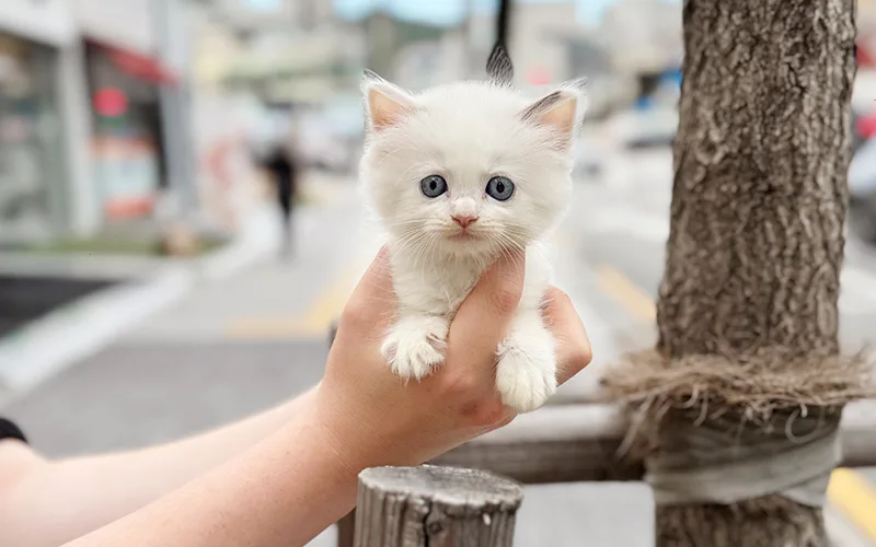 시흥 고양이 분양, 전문 매장 선택이 중요한 이유 (경험자 추천) 2