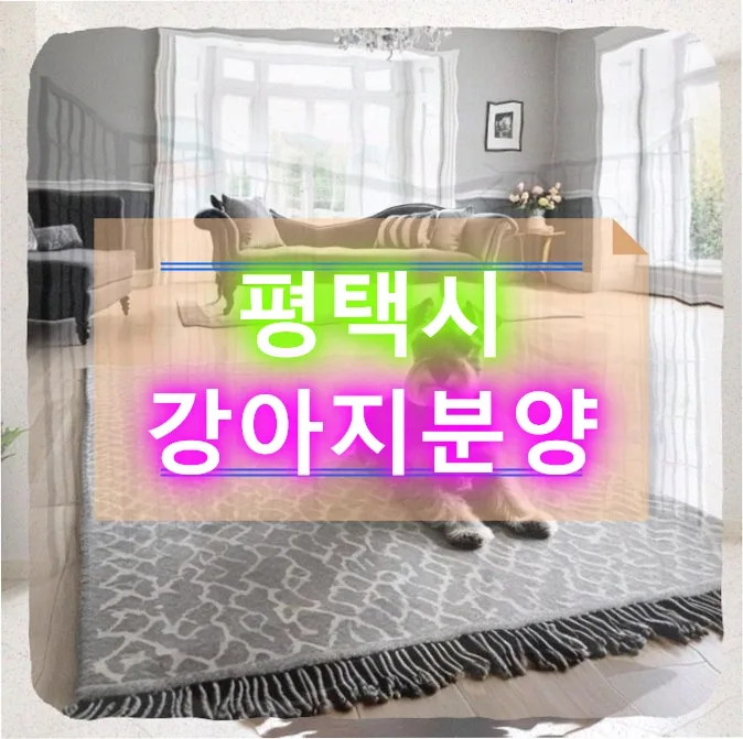 평택 코카스파니엘 분양 2026: 행복한 반려견과의 일상 가이드