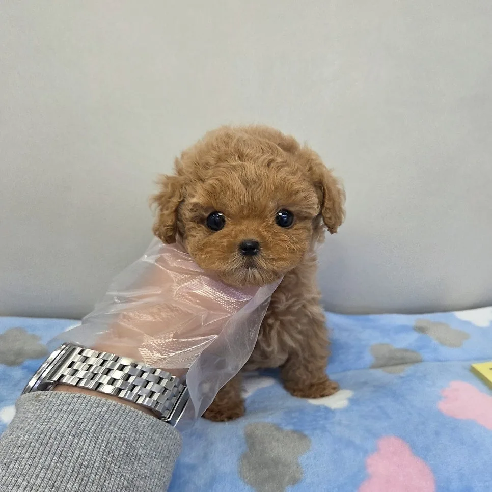 푸들 말티푸 분양 2026년 합리적 가격으로 만나는 법