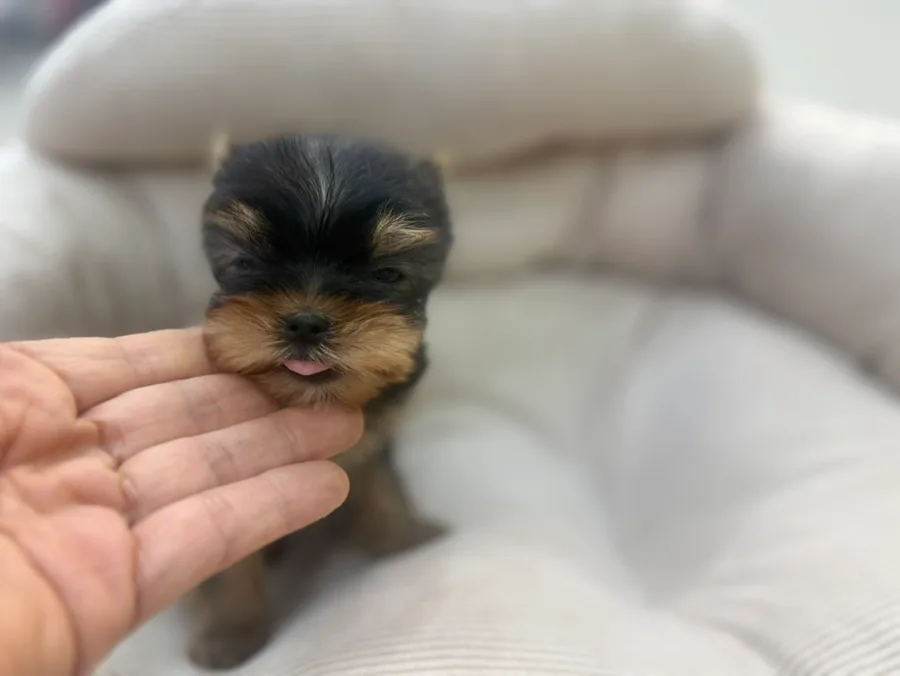 미니 요크셔테리어 분양 2026: 작고 귀여운 공주님 찾는 법 3