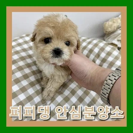 배방 강아지 무료 분양: 퍼피댕 입양 후기 2026 2