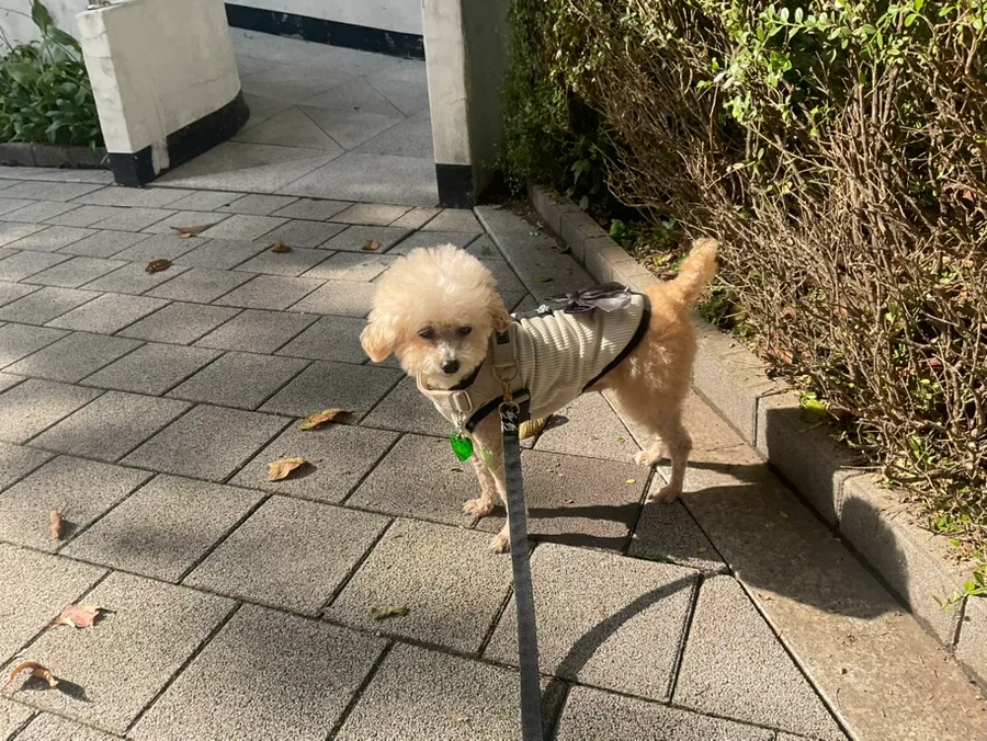 데본렉스 고양이, 외계인 외모와 강아지 성격의 비밀 2026 2