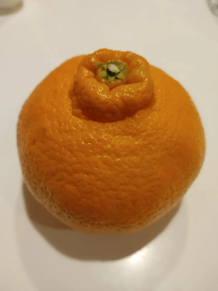 제주 레드향 맛집 탐방 및 톳칼국수 후기 2026 — K-푸드·맛집 — ojk84