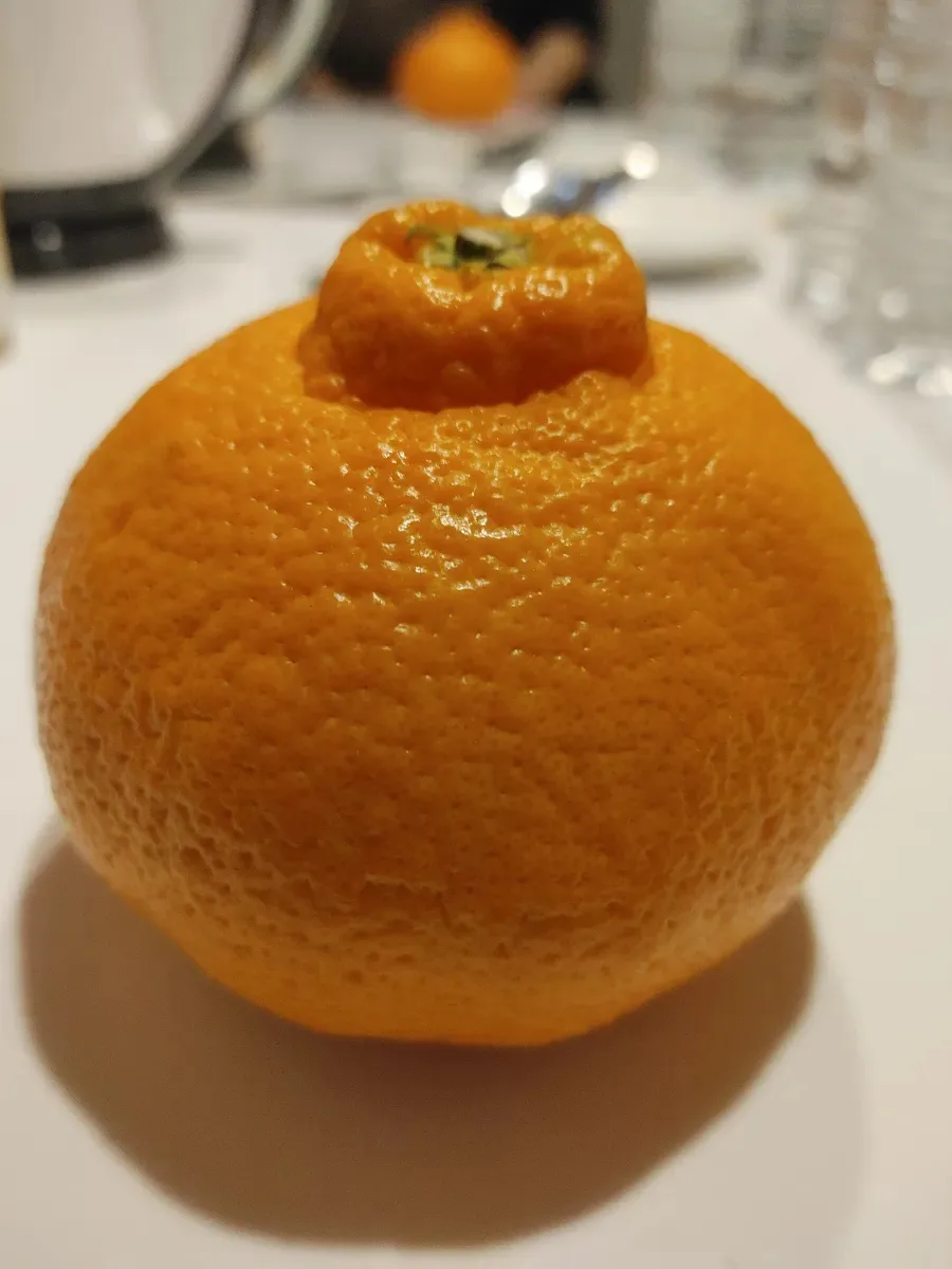 제주 레드향 맛집 탐방 및 톳칼국수 후기 2026 3