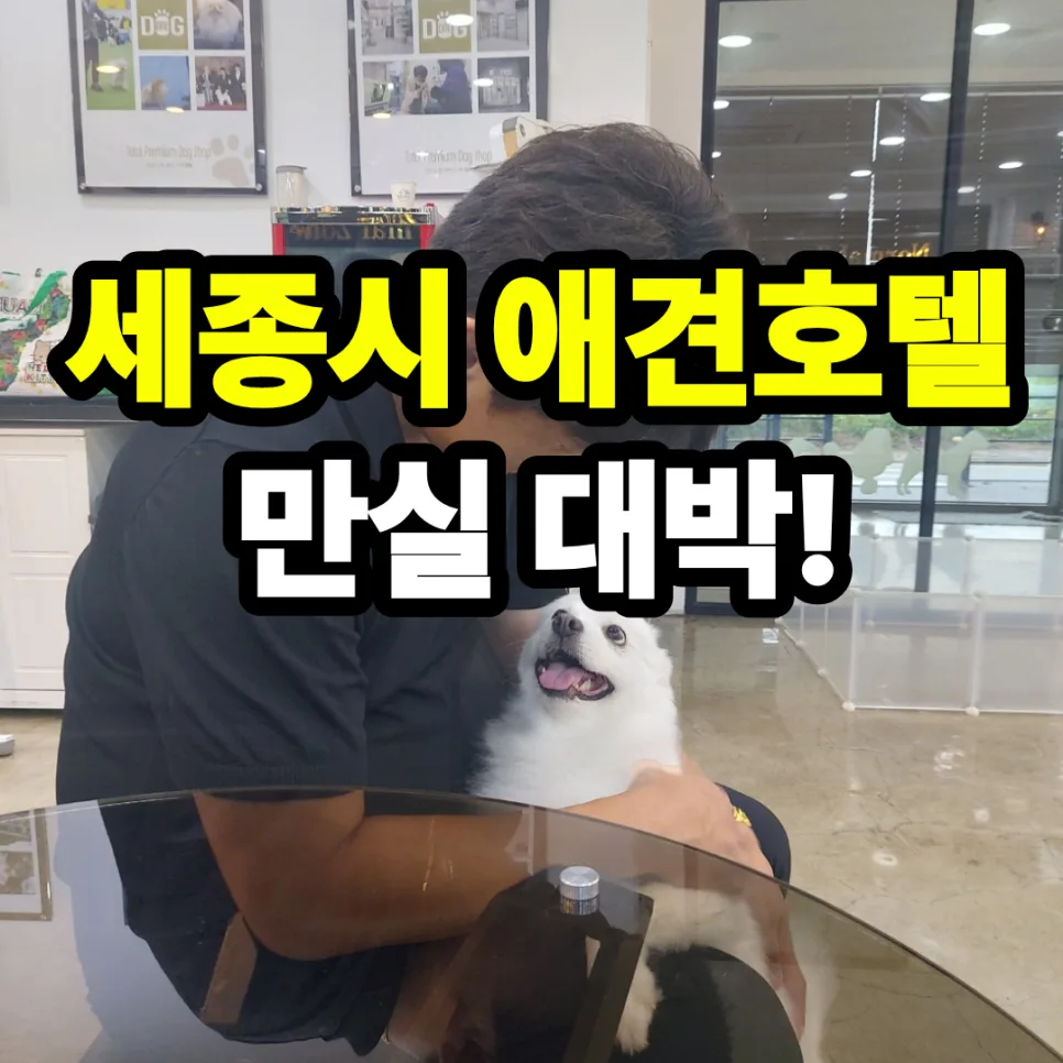 세종시 애견호텔 2026년 추석 연휴 예약, 안전한 곳 찾는 법 — 반려동물 — onedog11