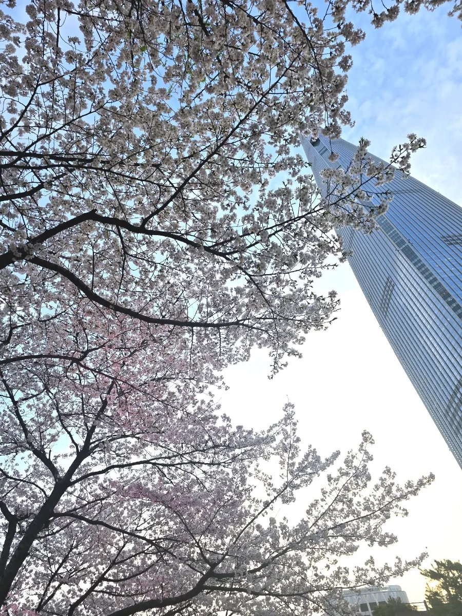 2026 서울 벚꽃축제 명소 TOP 3: 절정 시기 및 방문 꿀팁 총정리 3