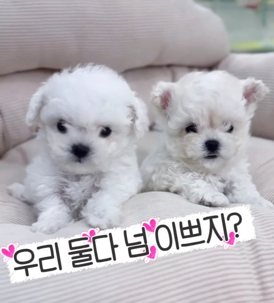 부산 미니 비숑 분양 2026: 서면 테디 비숑 찾는 법 총정리