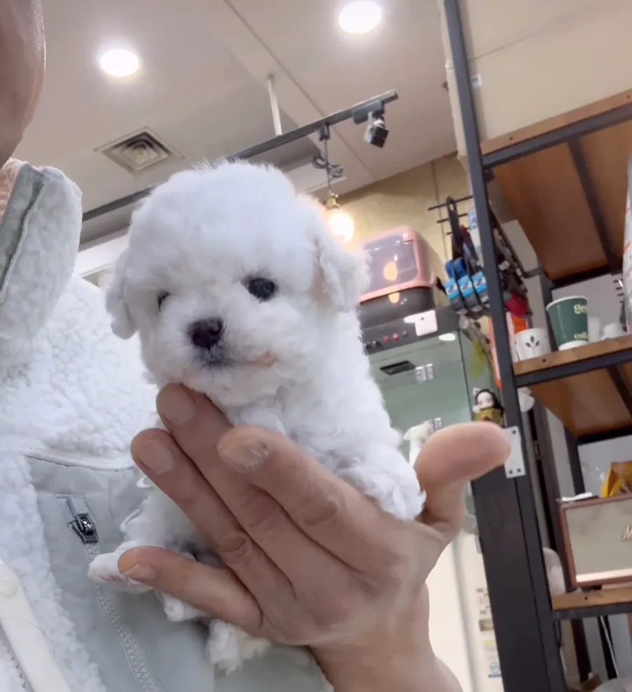 미니 비숑 분양 2026: 초소형 '달래' 입양 전 필수 체크리스트 2