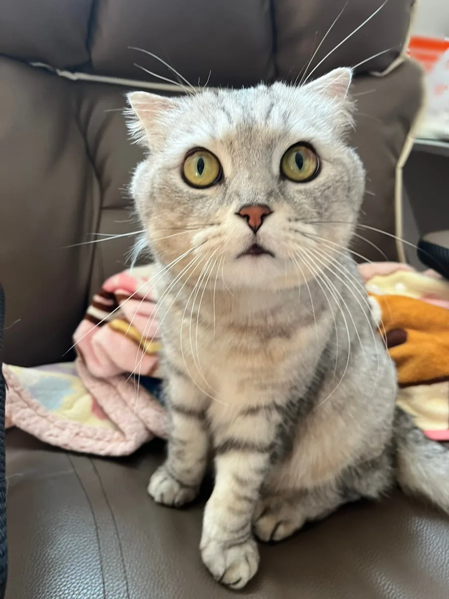 파주 운정 강아지 중성화 및 고양이 검진 2026년 후기 3