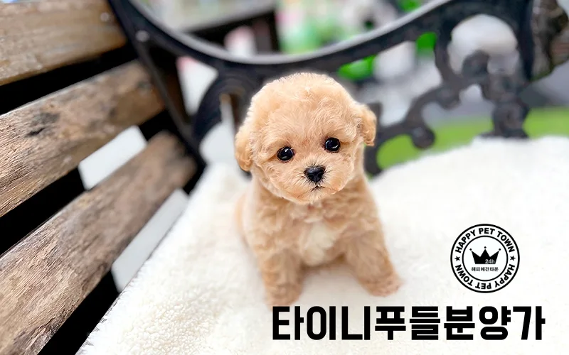 타이니푸들 분양가와 초기 건강관리 비용 2026년 총정리