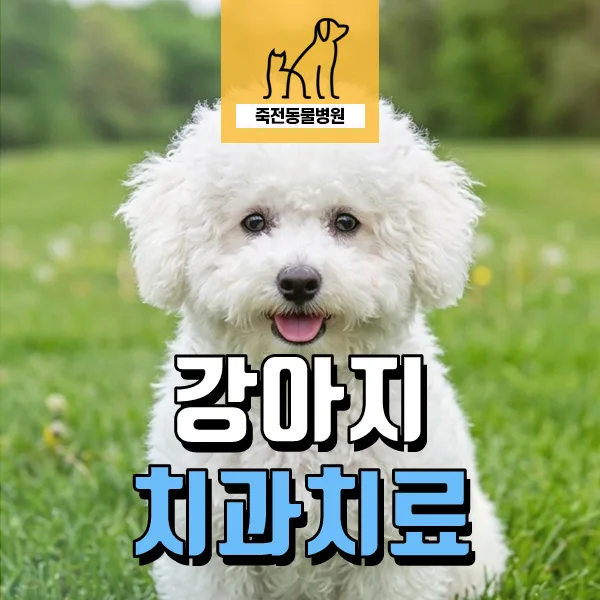 강아지 치조골 융해, 뿌리 노출 원인과 치료법 2026년 총정리 — 반려동물 — astarose