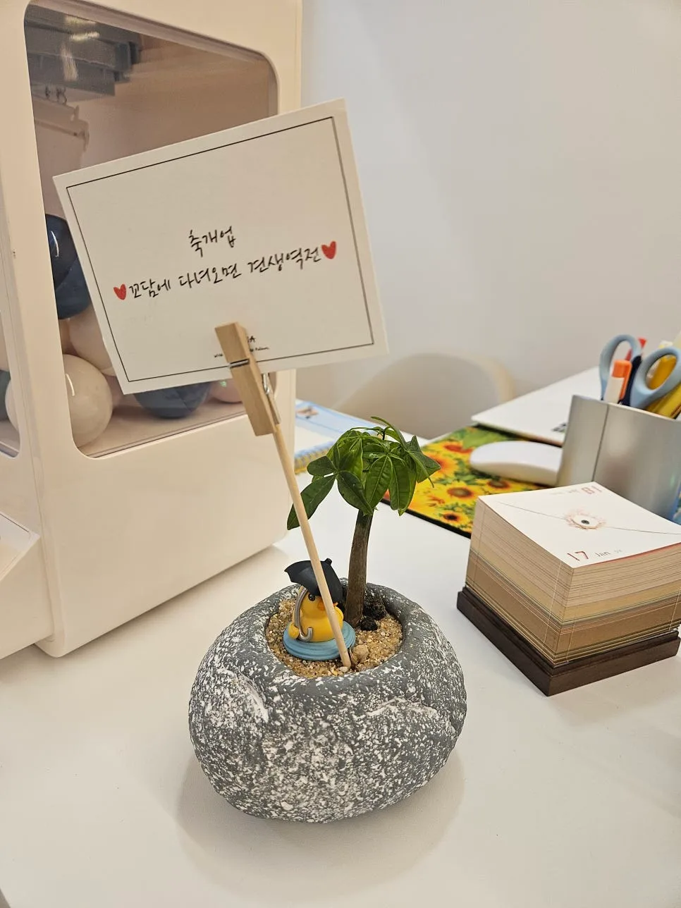 광주 서구 애견미용 2026년 비용·조건·주의사항 완벽 비교 2